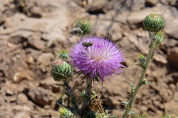 Mojave Thistle is a native thistle that attracts a wide variety of bees, butterflies and other wildlife such as nectar seeking hummingbirds. The seeds are readily eaten by small mammals. Cirsium mohavense